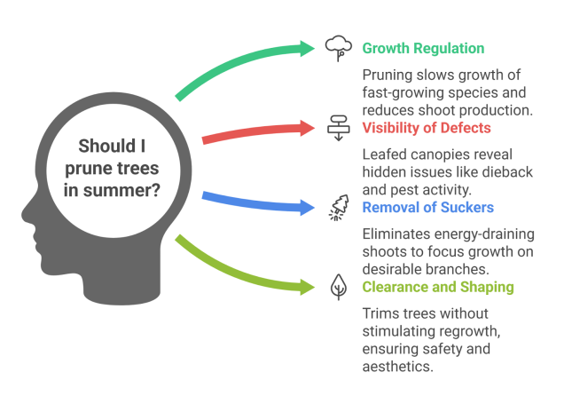prune trees in summer