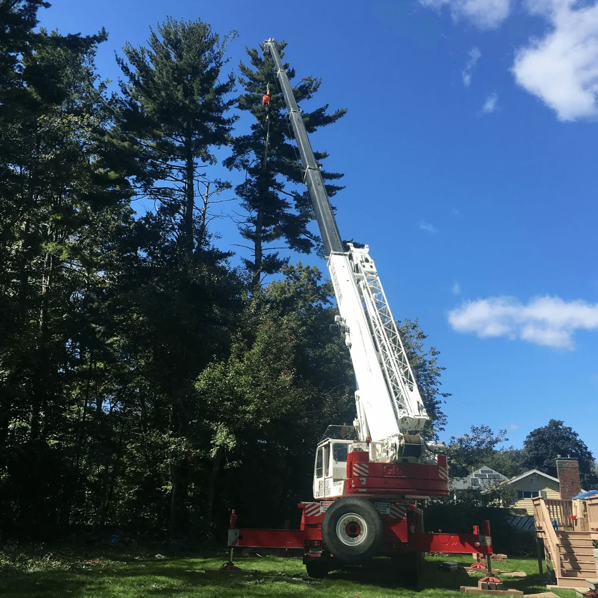A crane lifting a worker to trim tall trees against a clear blue sky.