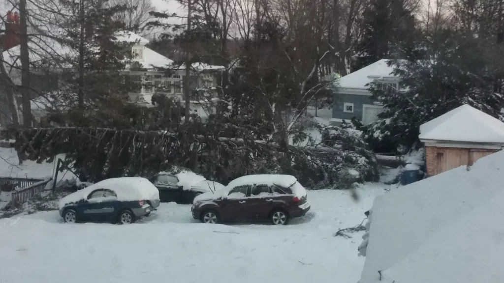 Snow-covered cars parked near a fallen tree and houses in a snowy residential area.