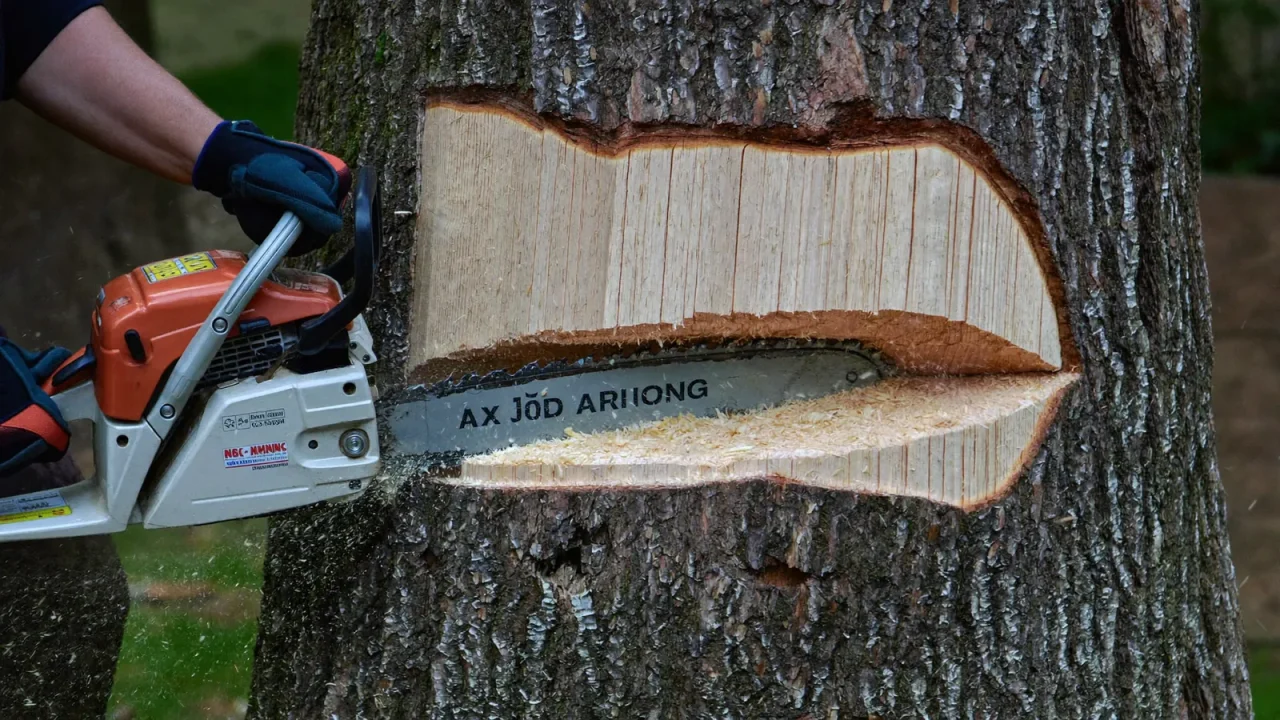 Oak Tree Removal Cost: Why Big Oaks Cost More to Take Down