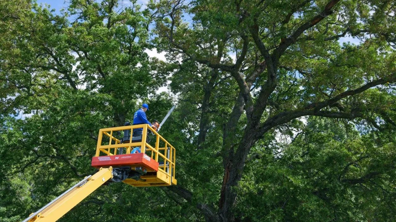Large Oak Tree Trimming Costs: Factors & Pricing Guide
