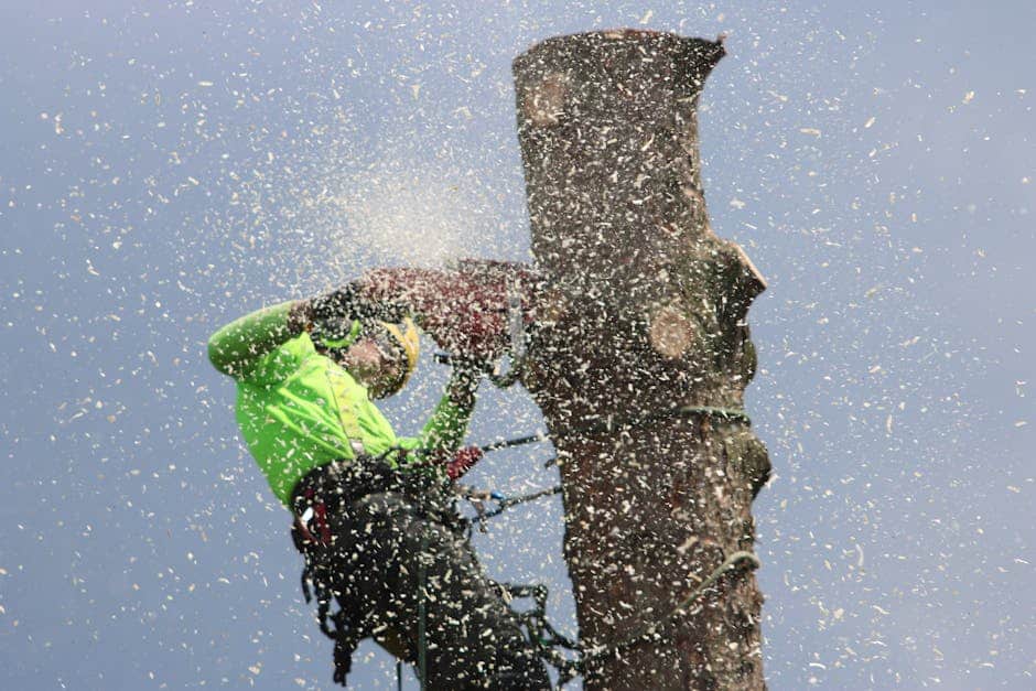 arborist inspection cost
