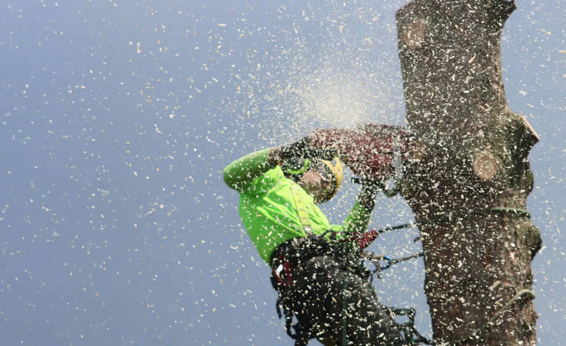 Slide Image for Tree Service in Lynn, MA | Landscaping & Hardscaping