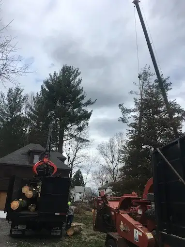Crane-assisted tree removal in residential area, showing workers and equipment amidst trees and cloudy sky.