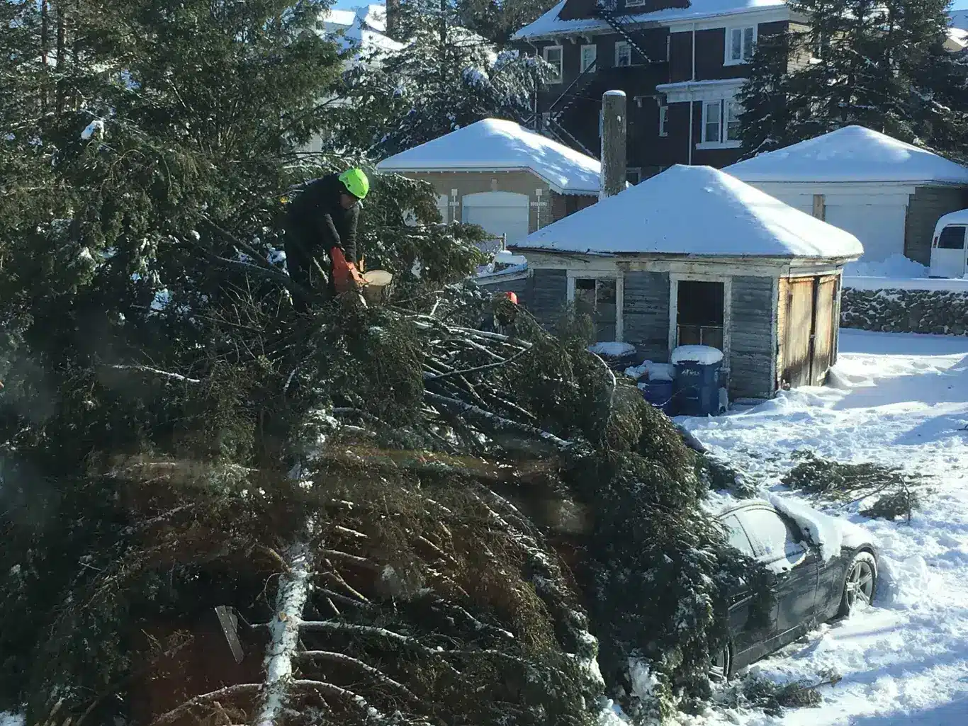 emergency fallen tree removal