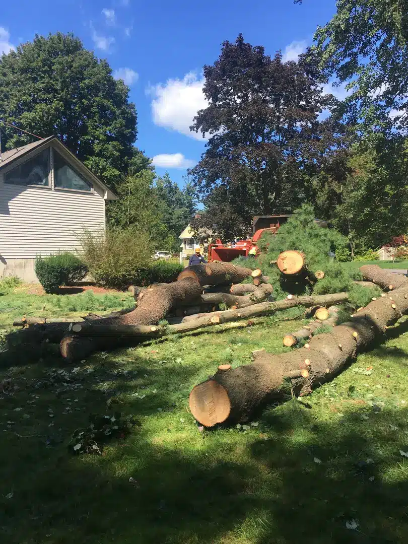 Tree removal process with cut logs on lawn, showcasing a residential property and surrounding landscaping, emphasizing Zacarias Tree & Landscaping's professional services.