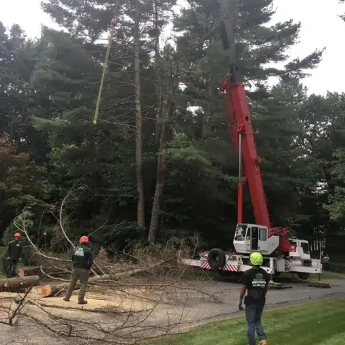 cost to cut down 80 foot tree