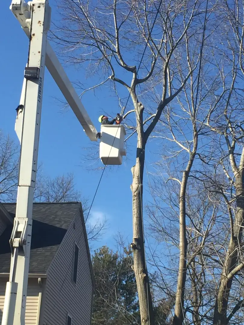 average price for tree surgeon