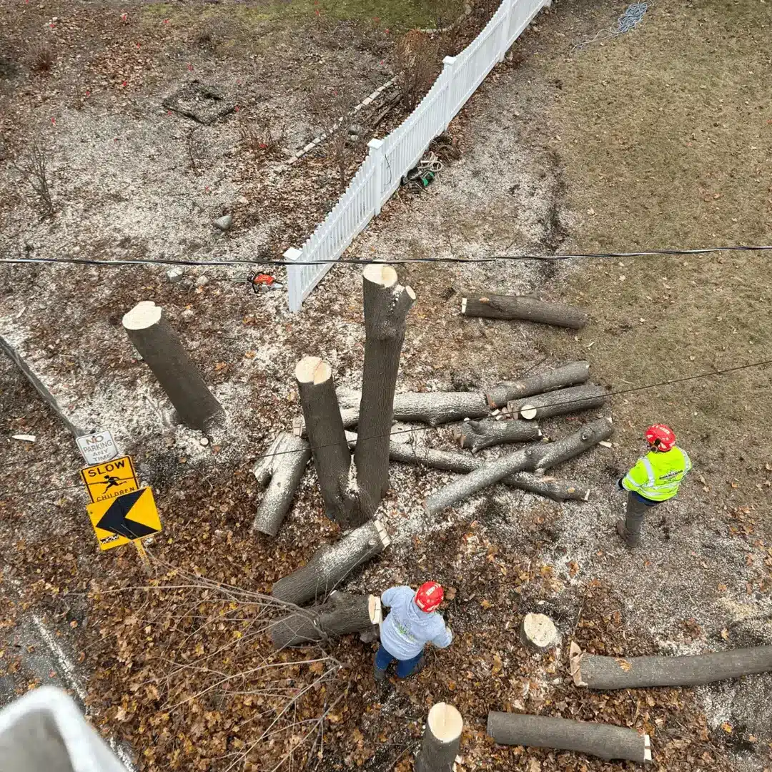 tree cut down service