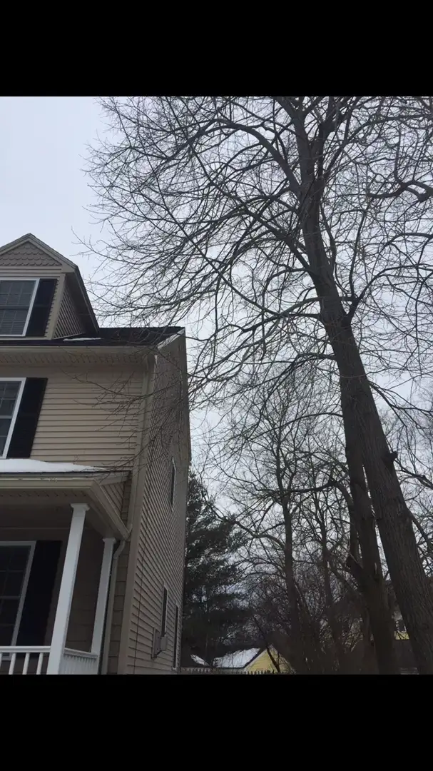 Tree near house with bare branches, showcasing potential tree removal needs in landscaping and property maintenance context.