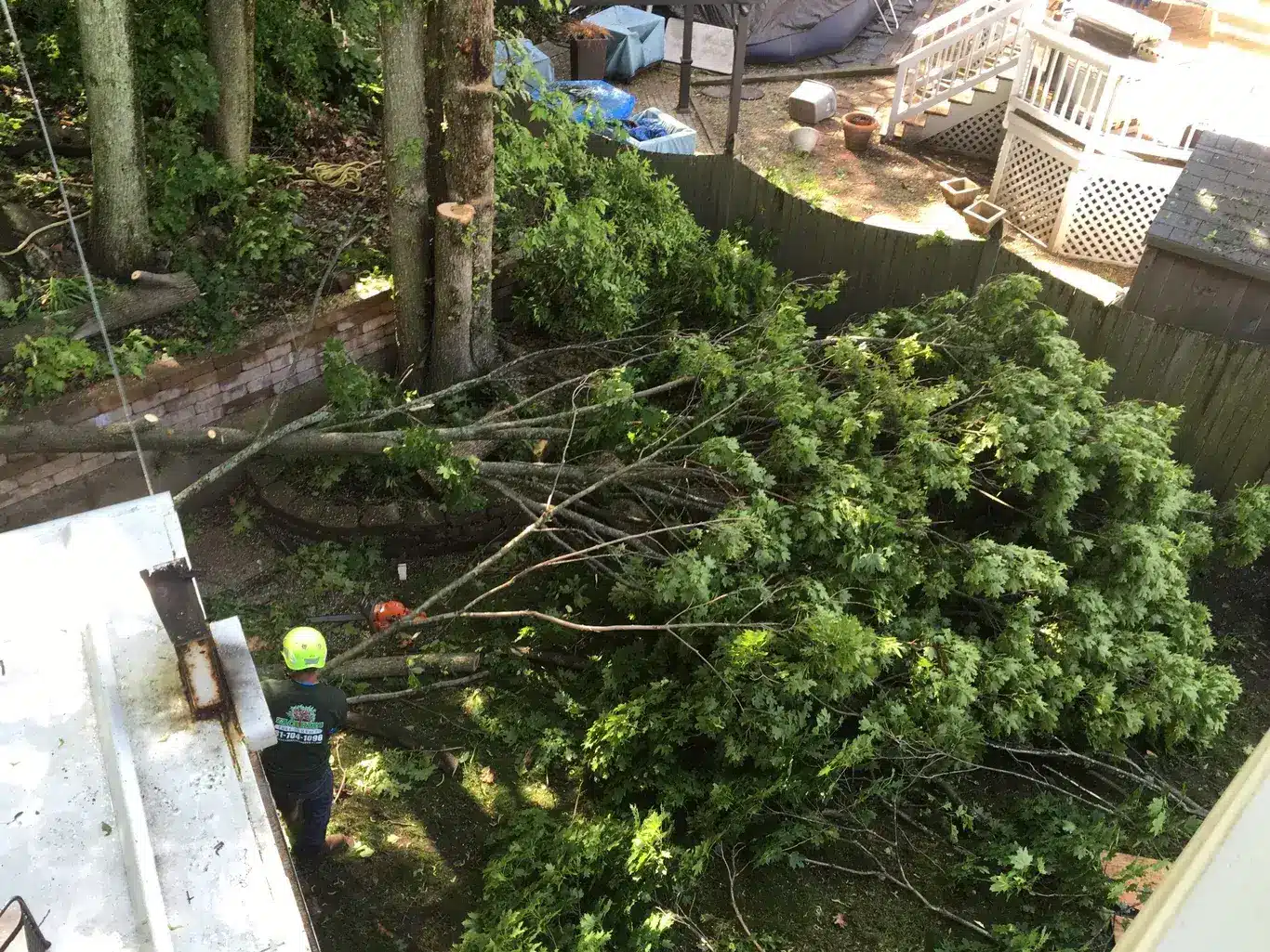 average cost of cutting tree down