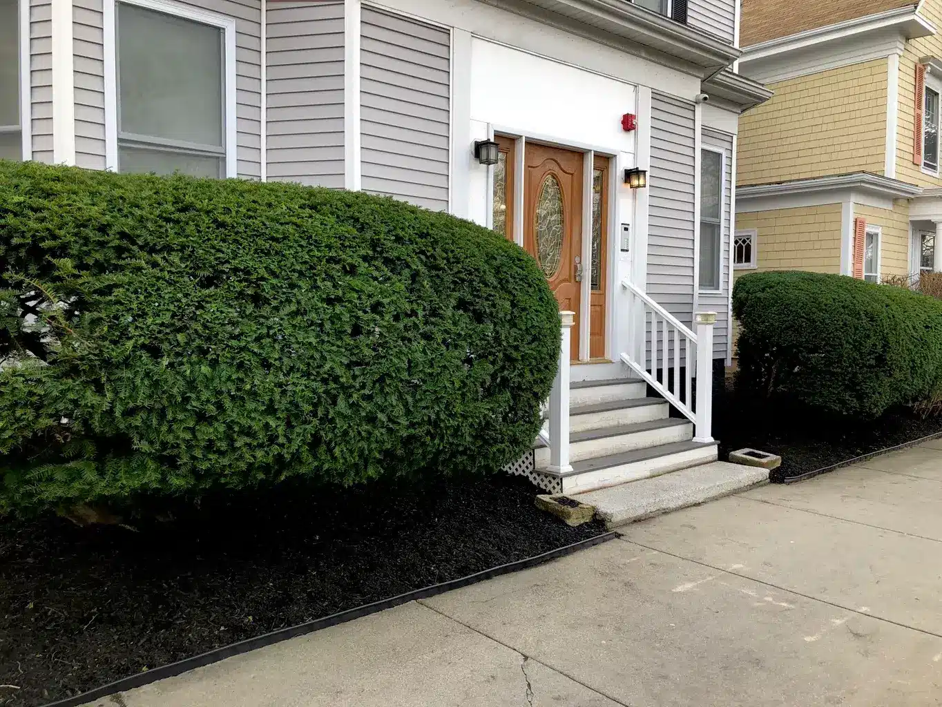 cost of cutting back leylandii