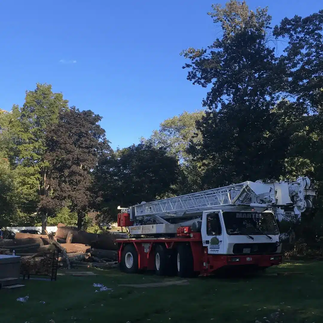 clearing trees from land