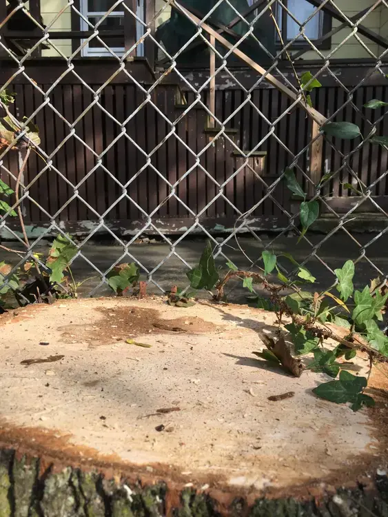 Stump Grinding vs. Full Stump Removal: Which Does Your Yard Need?