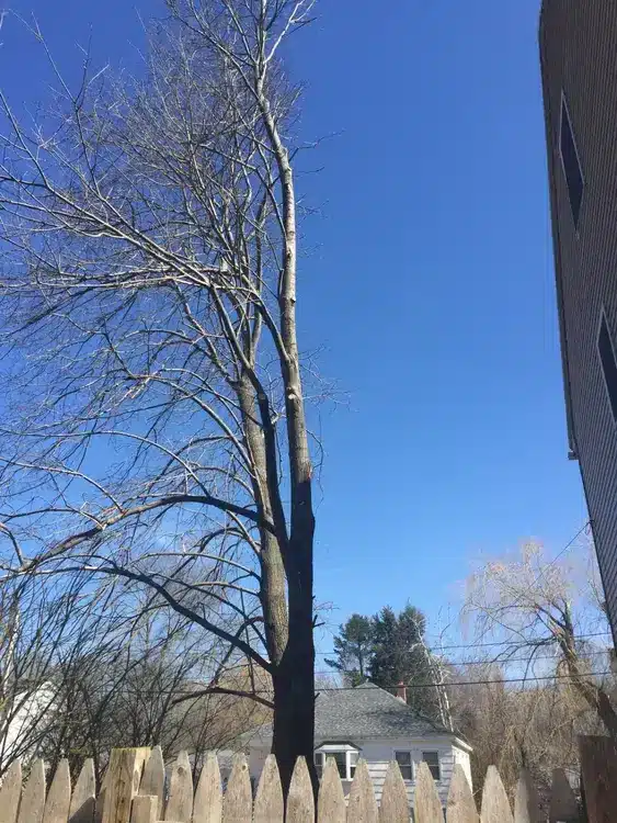 Cutting Down Trees on Your Property in Massachusetts: Rules to Check First