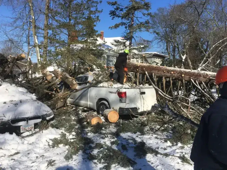 When a Tree Comes Down, Call Us Anytime