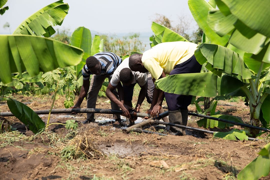 Drip Irrigation Basics: How to Install Your Own System