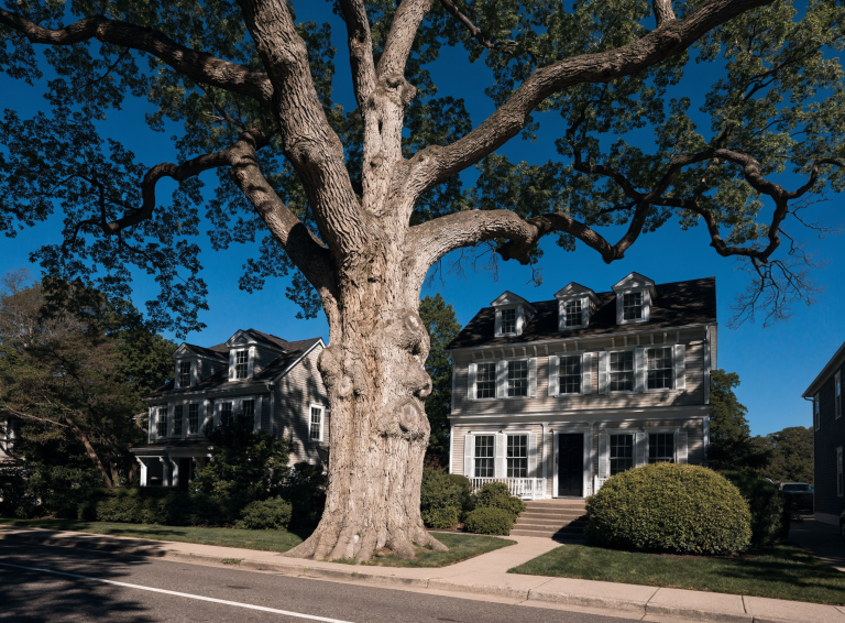 What Crane-Assisted Tree Removal Is