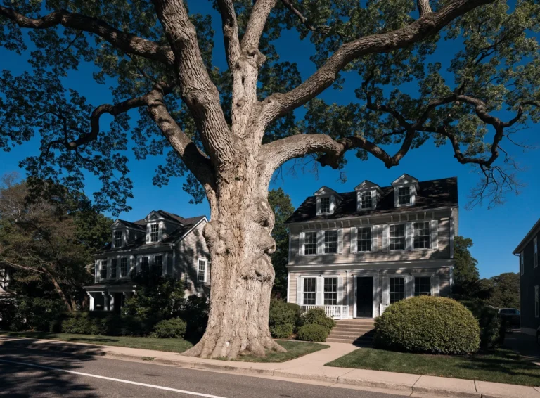 What Crane-Assisted Tree Removal Is